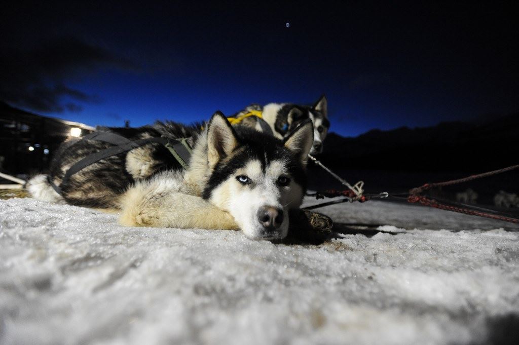 Aventura Blanca Con Huskies (6)