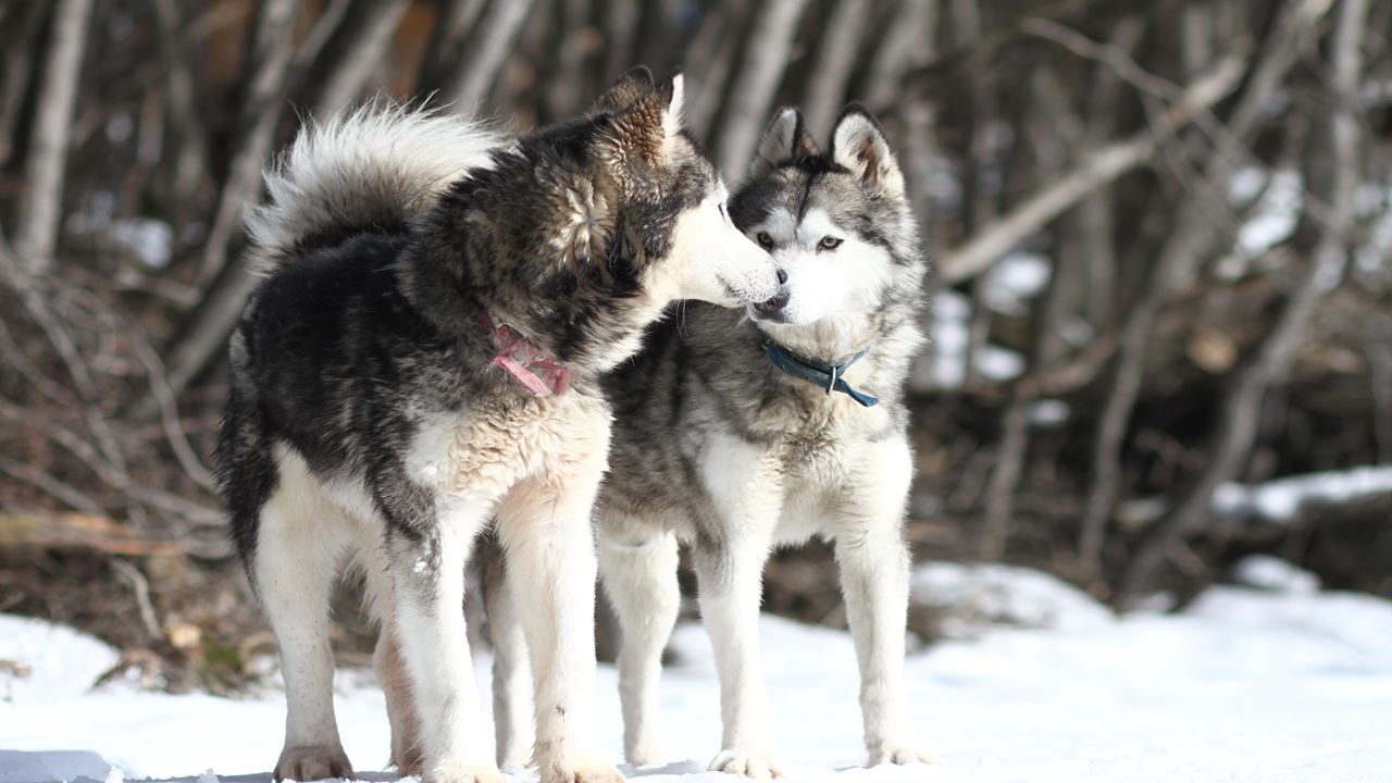 Aventura Blanca Con Huskies (2)
