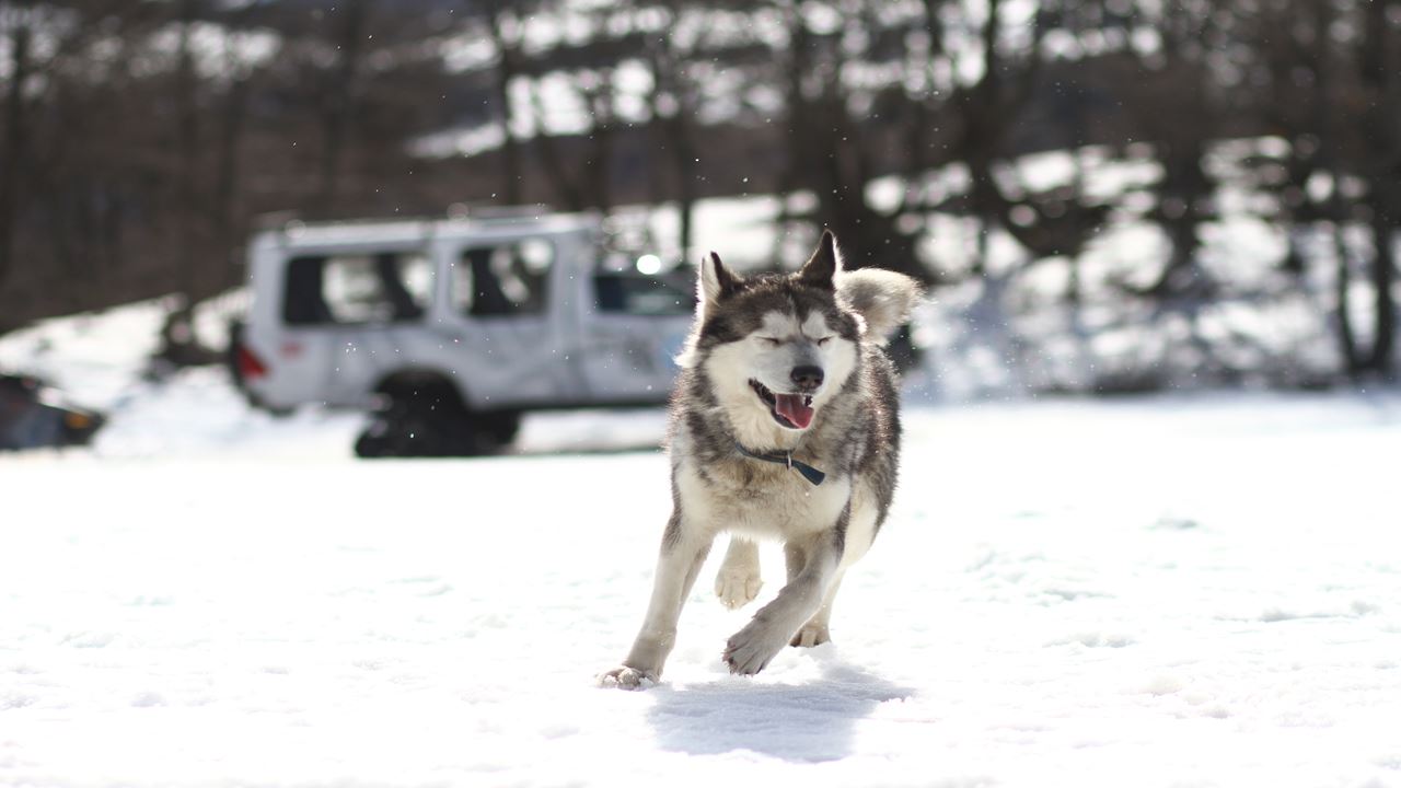 White Adventure with Huskies in Tierra Mayor Valley foto 5