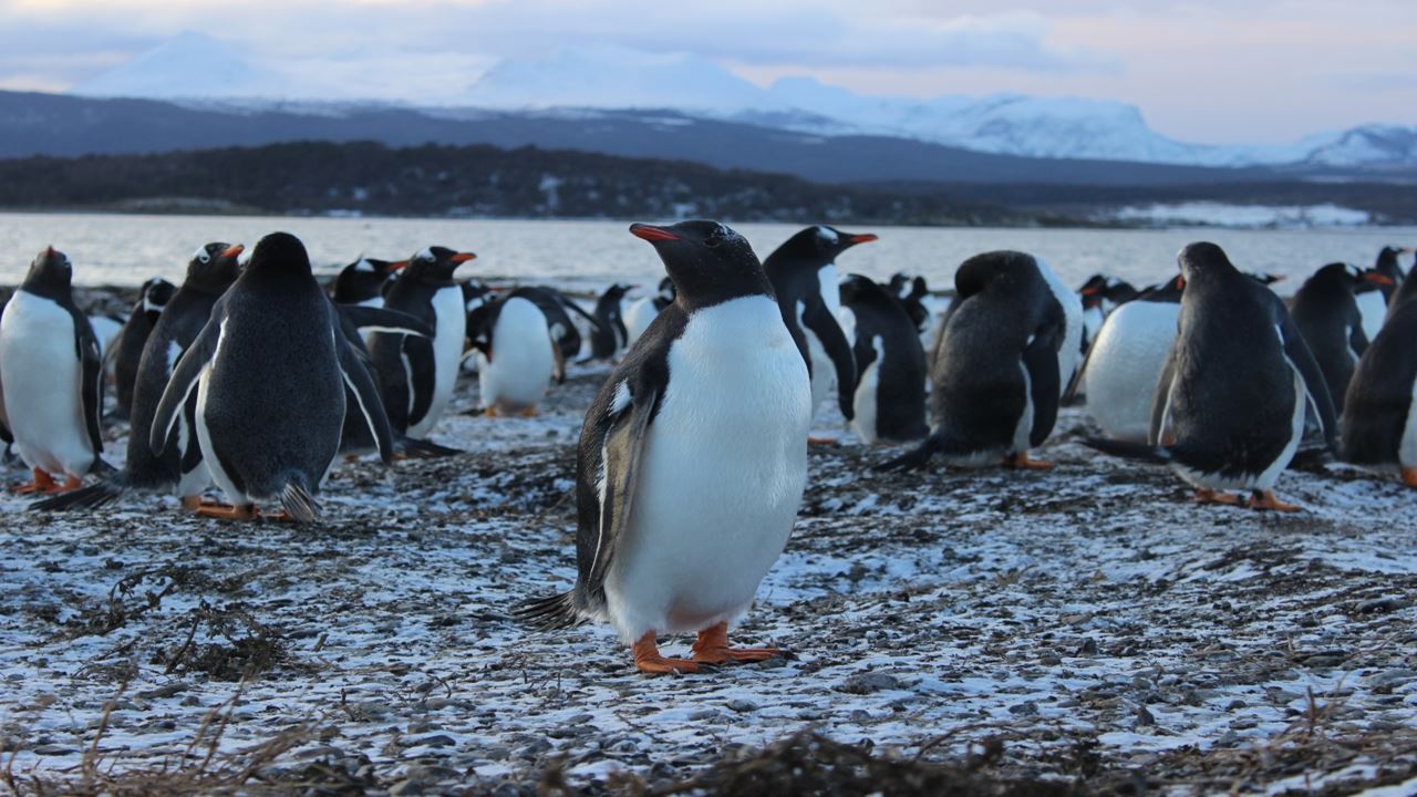 Penguin Watching at Isla Martillo foto 9