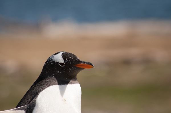 Penguin Watching at Isla Martillo foto 4
