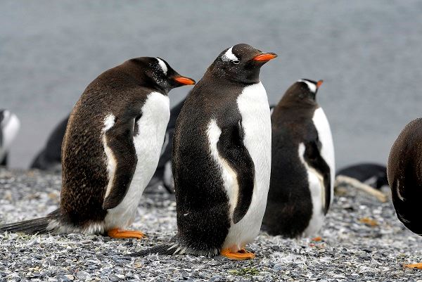Penguin Watching at Isla Martillo foto 2