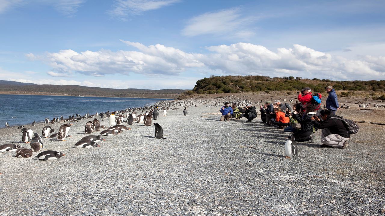 Penguin Watching at Isla Martillo foto 6