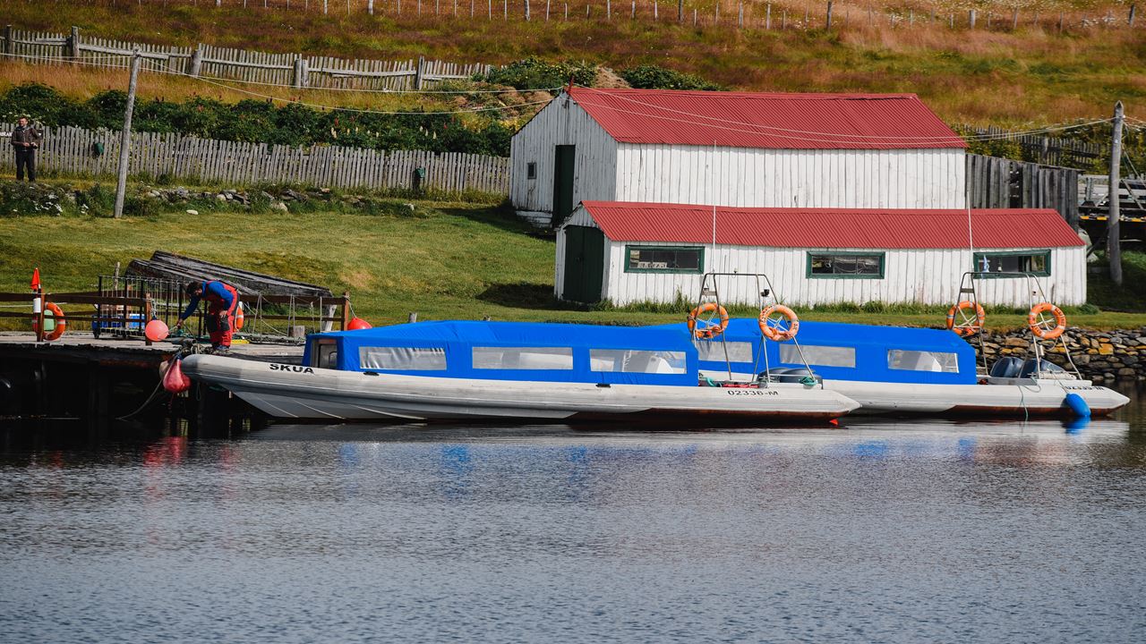 Caminhe Com Pinguins Na Ilha Martillo
 foto 2