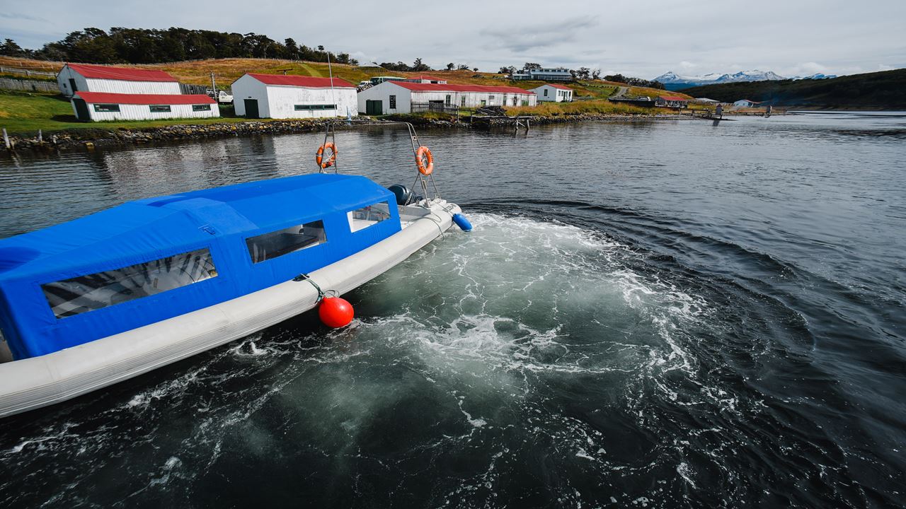 Caminhe Com Pinguins Na Ilha Martillo
 foto 5