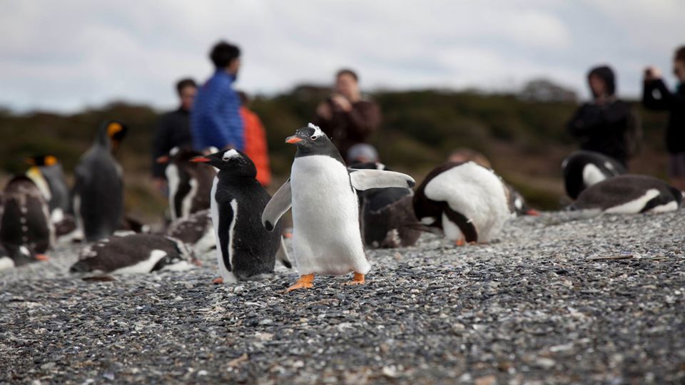 Walking With Penguins On Martillo Island
 foto 1