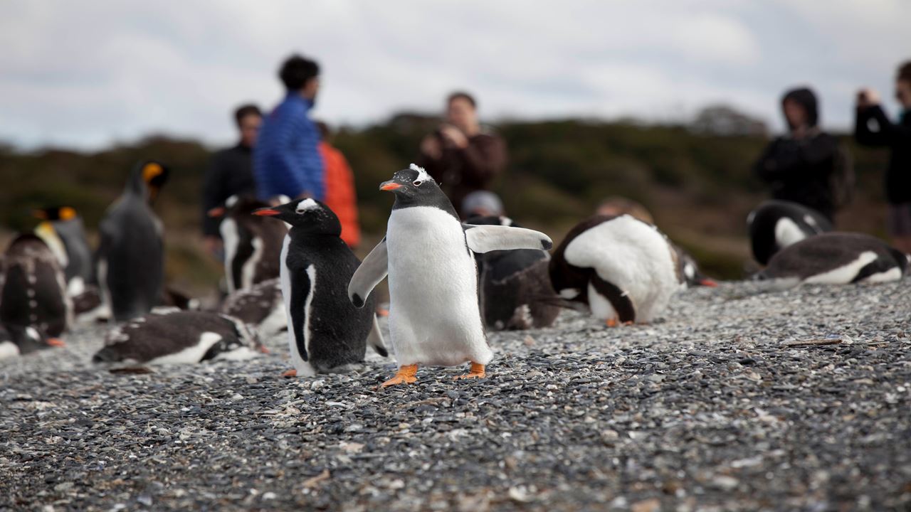 Caminhe Com Pinguins Na Ilha Martillo
 foto 1