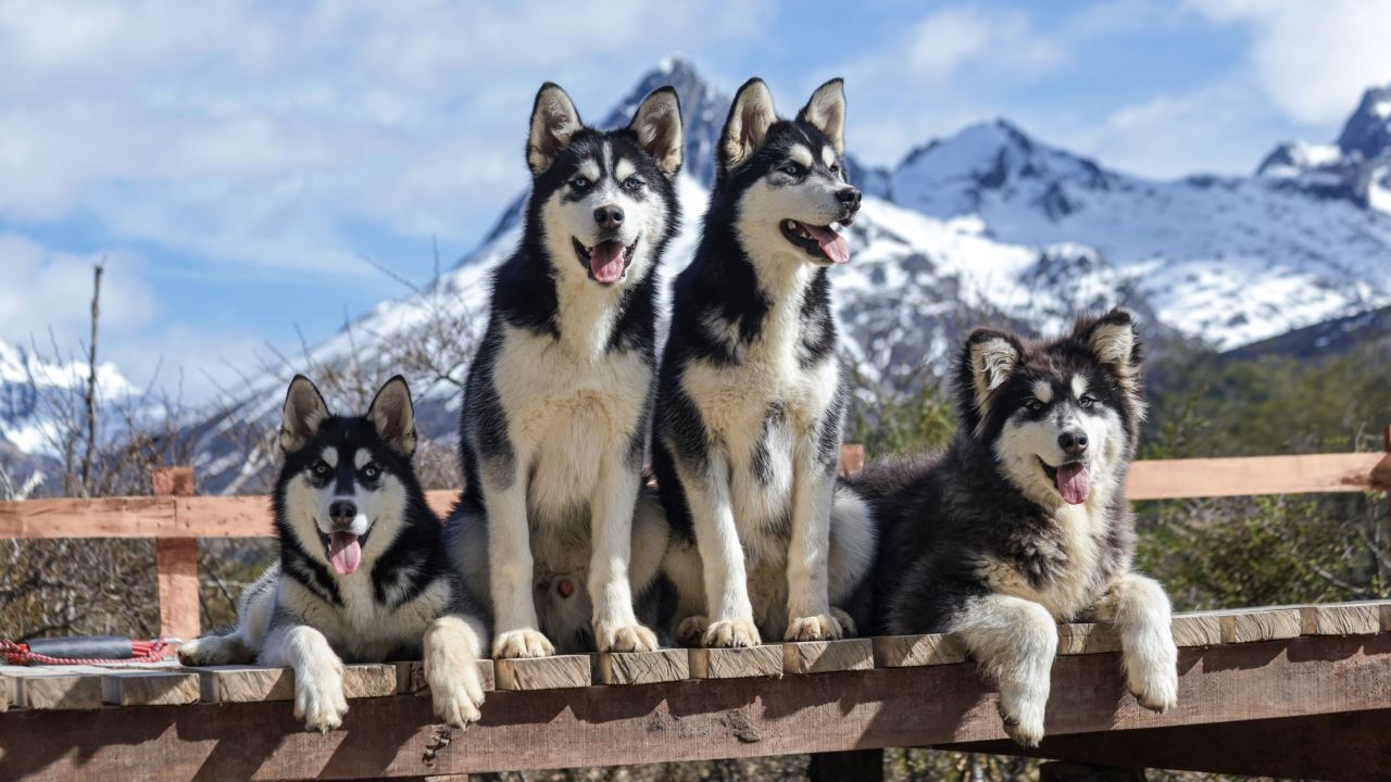 Experiência Husky foto 7