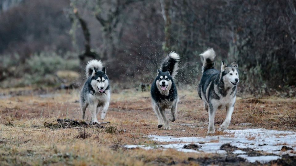 Husky Experience foto 8