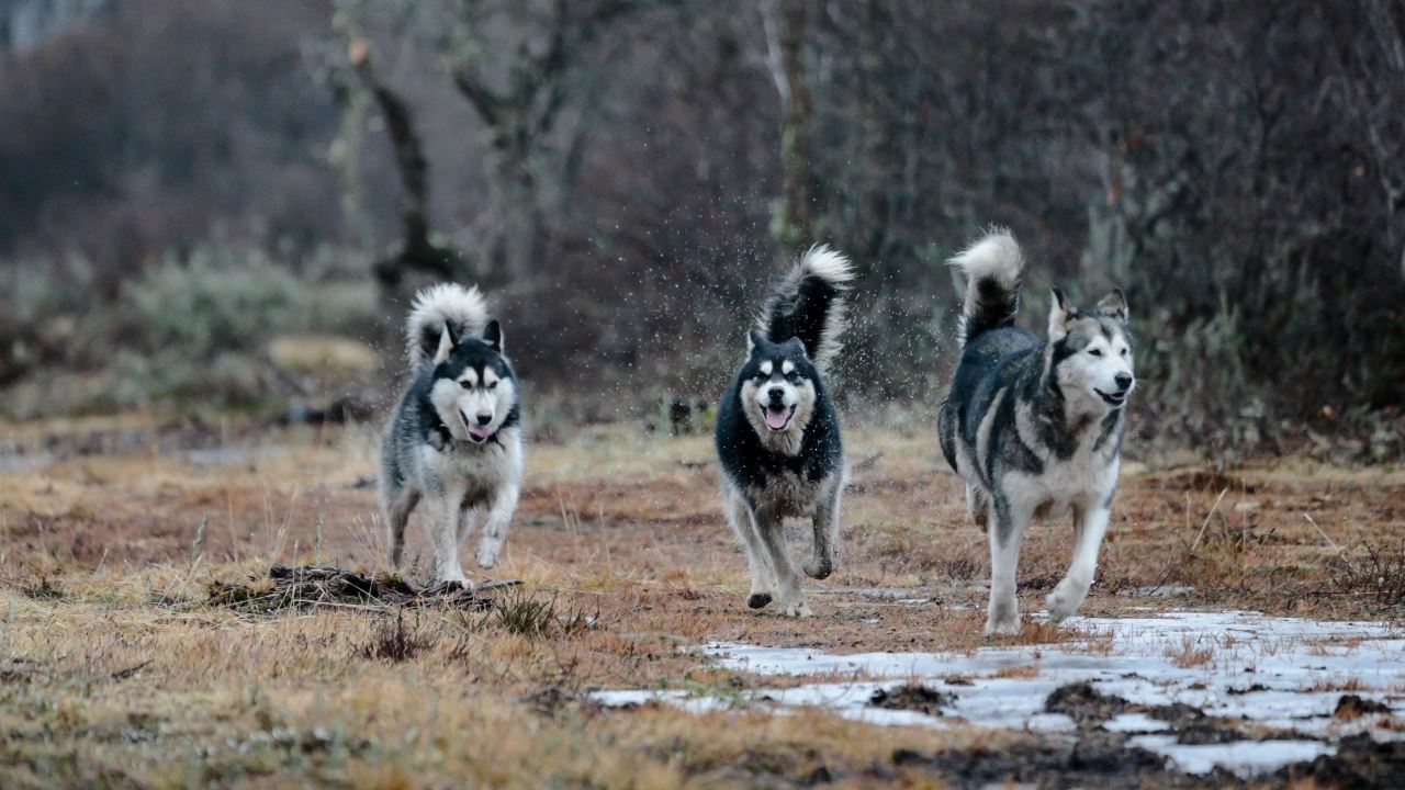 Experiência Husky foto 8