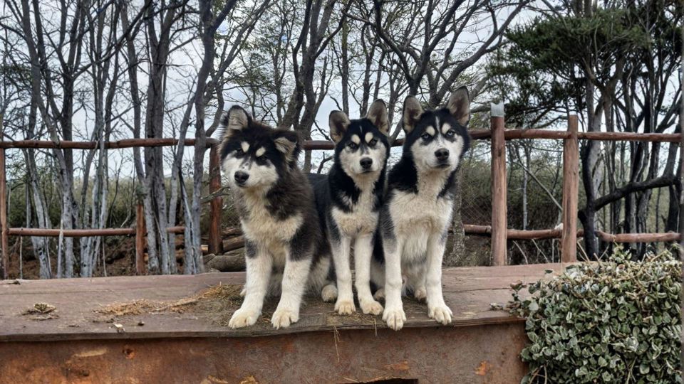 Husky Experience foto 5