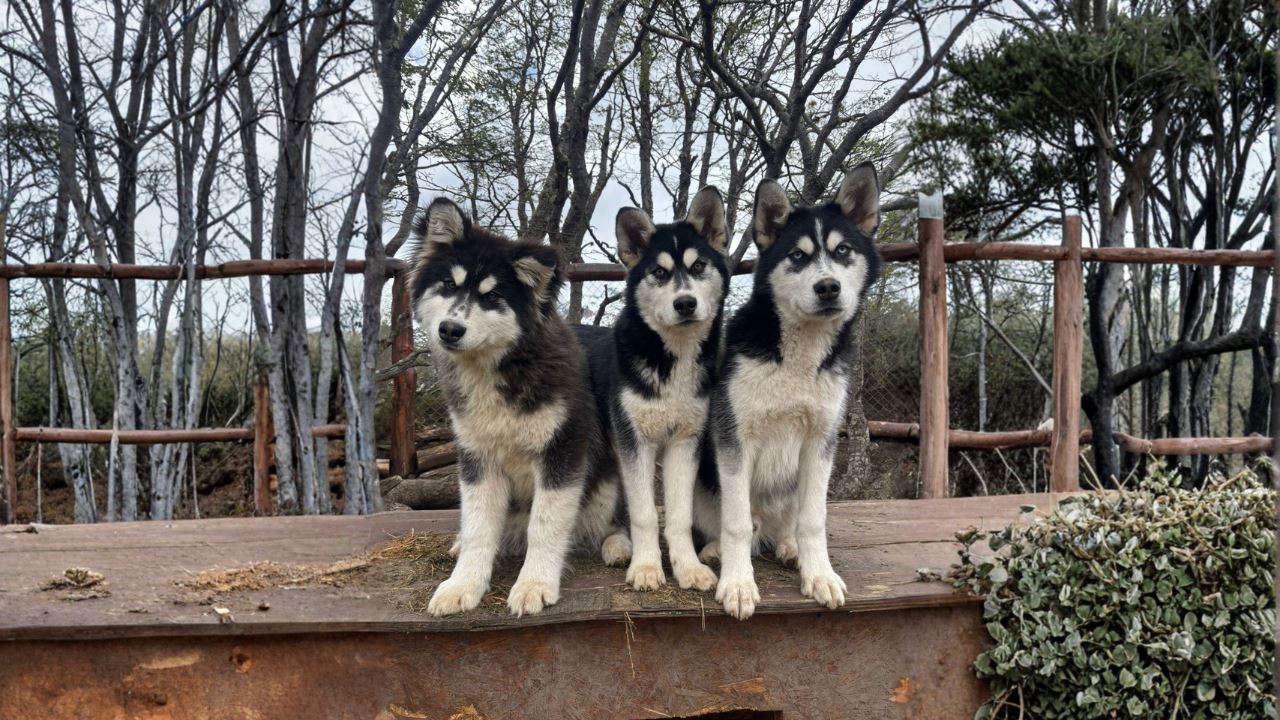 Experiência Husky foto 5