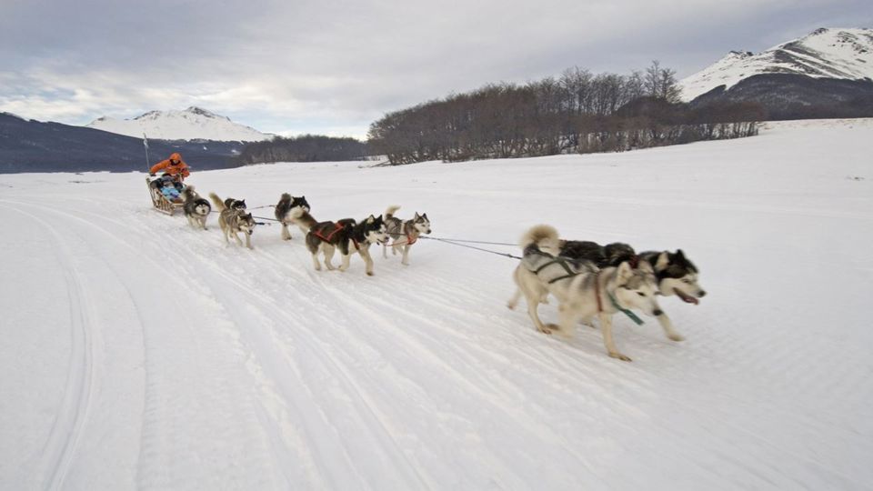 Husky Experience foto 2