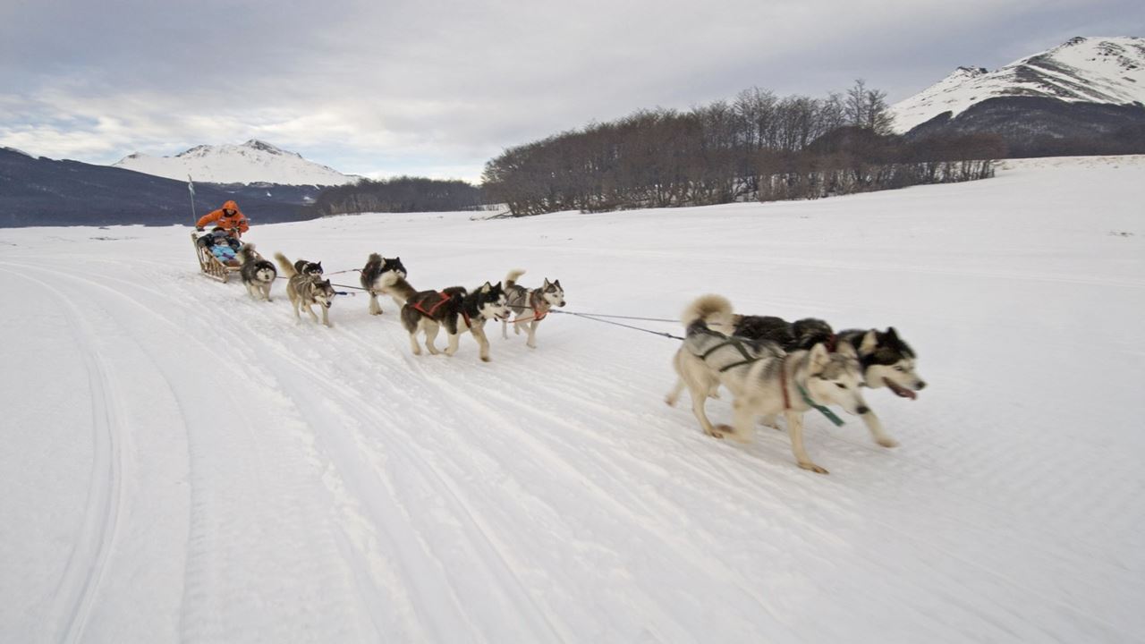 Experiência Husky foto 2