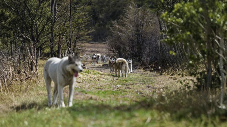 Husky Experience foto 6