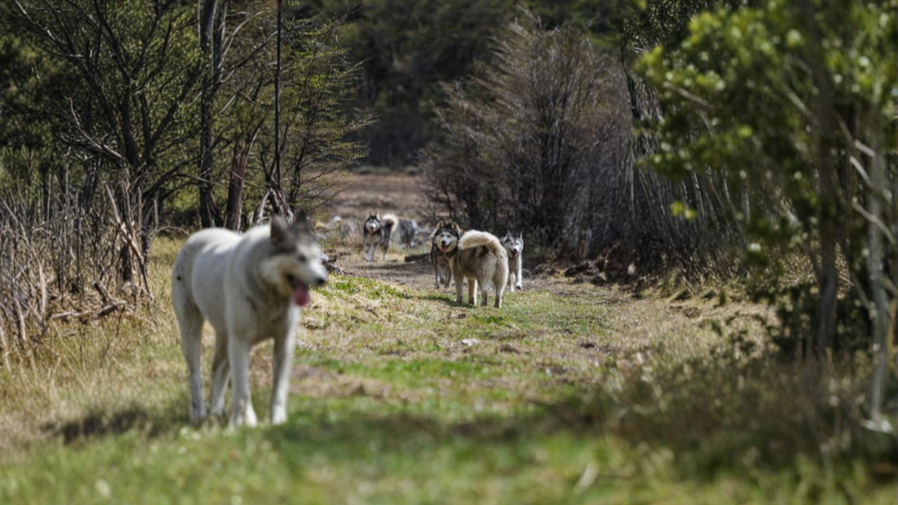 Experiência Husky foto 6