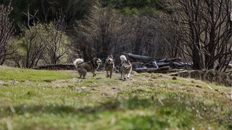 Husky Experience foto 3