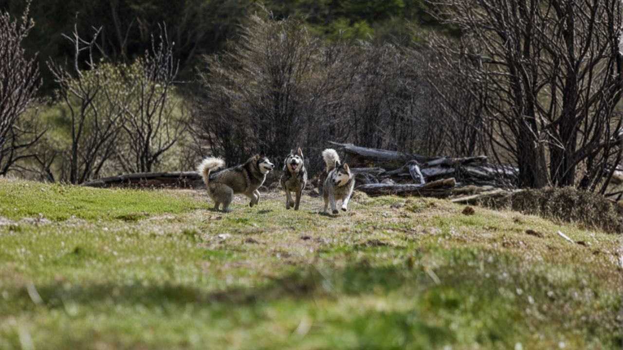 Experiência Husky foto 3