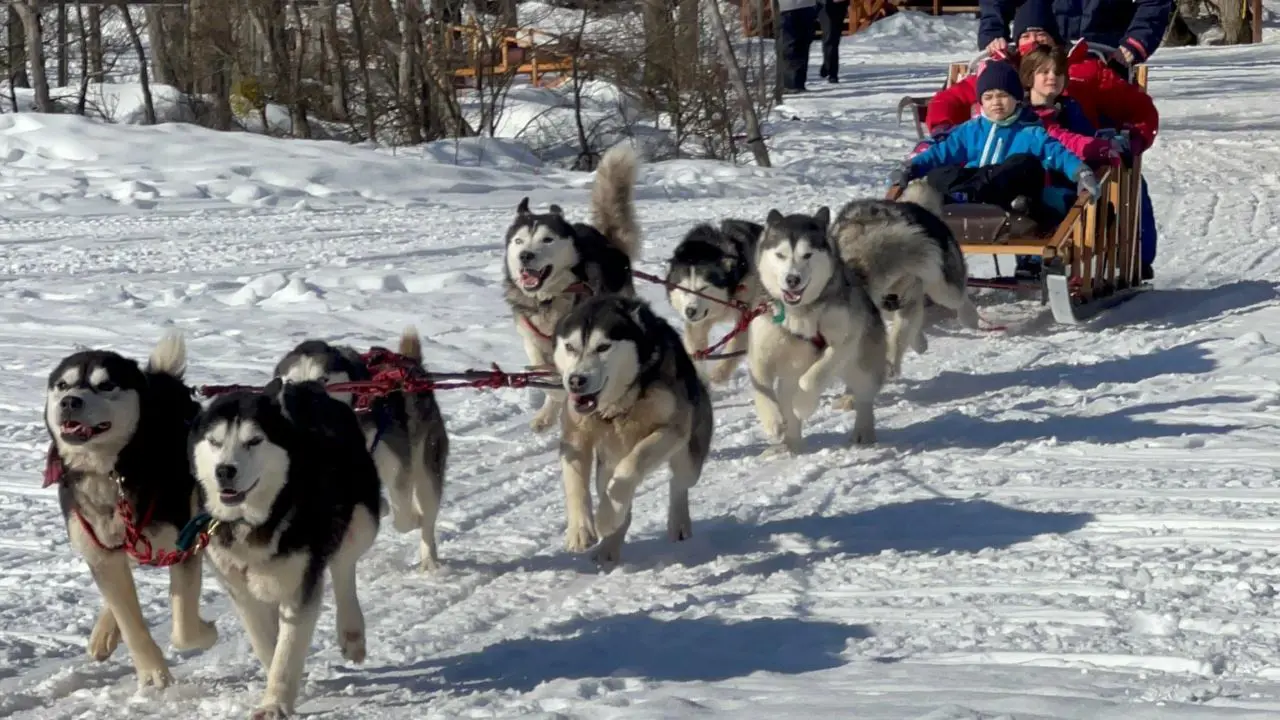 rineo tirado por perros huskies cruzando un bosque de lengas nevado en un centro invernal de Ushuaia.