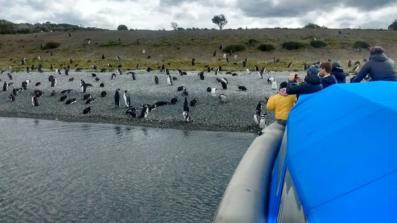 Navegação até Isla Gable e Pinguinera Isla Martillo foto 6
