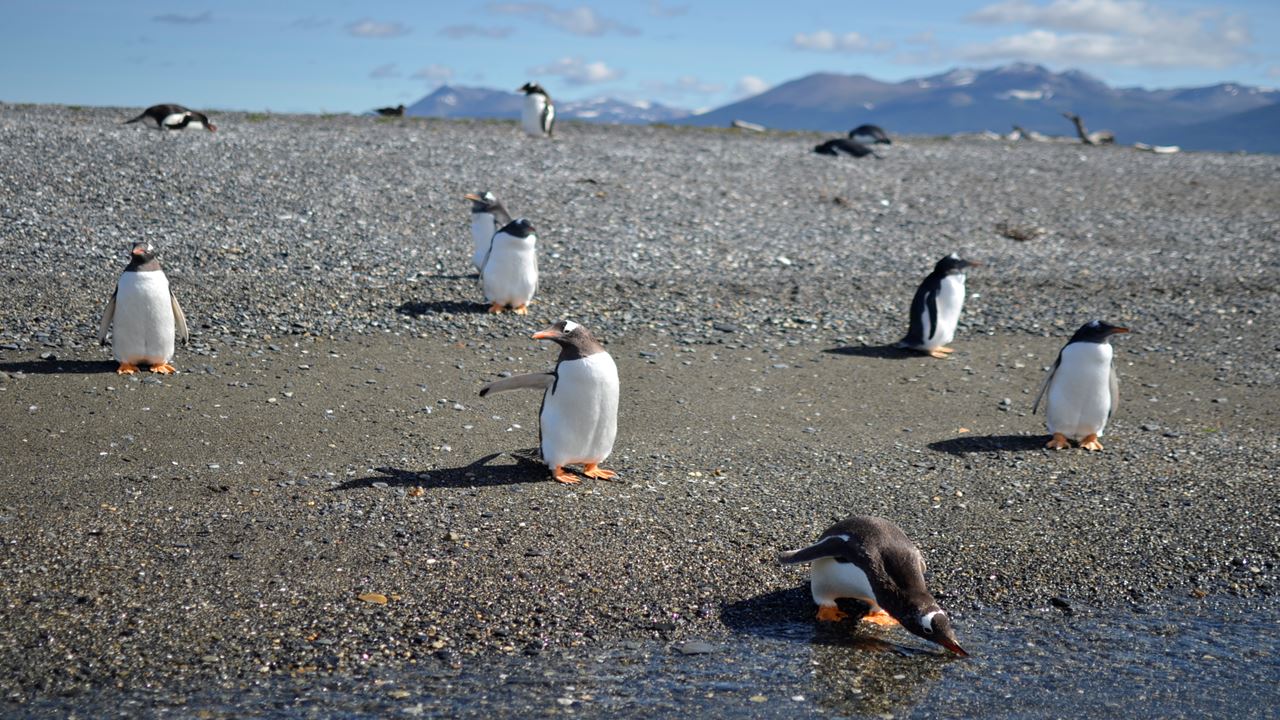 Navegação até Isla Gable e Pinguinera Isla Martillo foto 8