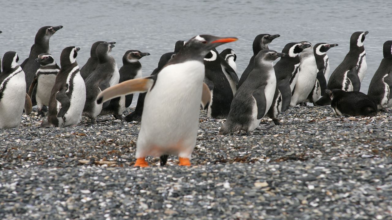 Navegação Pelo Canal Beagle E Caminhada Com Pinguins Na Ilha Martillo
 (1)