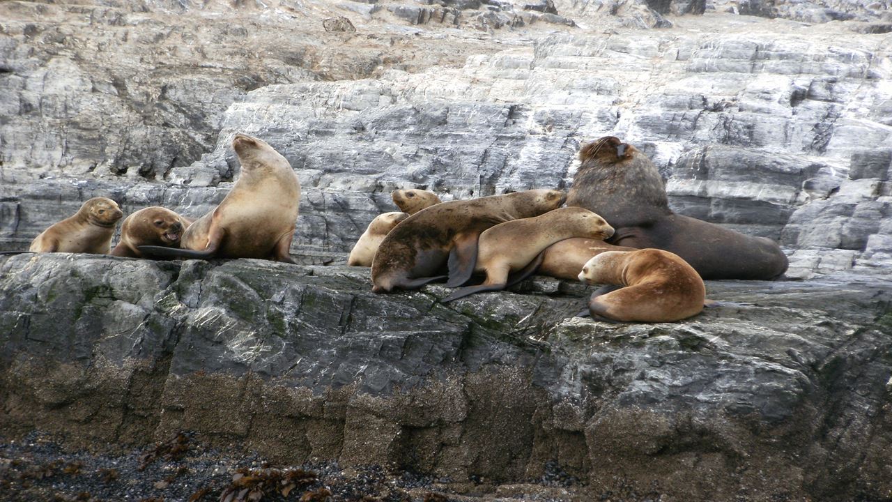 Navegação De Iate Através Do Canal Beagle (1)