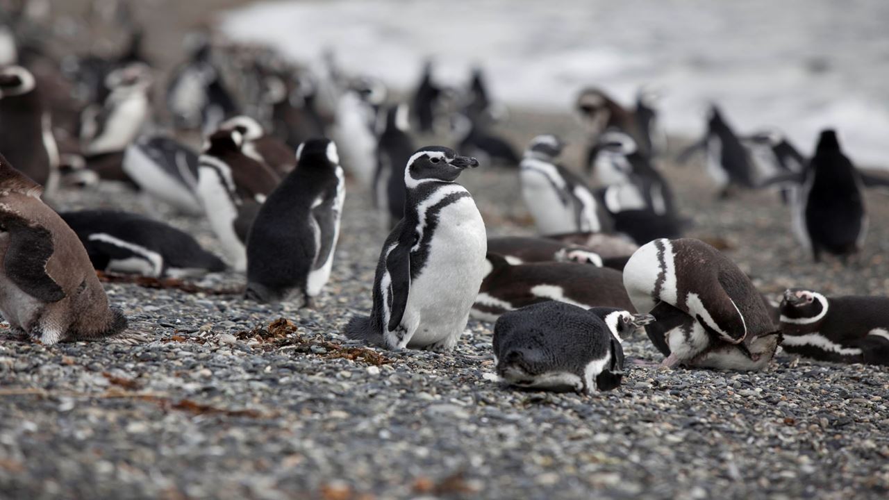 Navegación Pingüinera Ushuaia: Isla Martillo por el Canal de Beagle foto 4