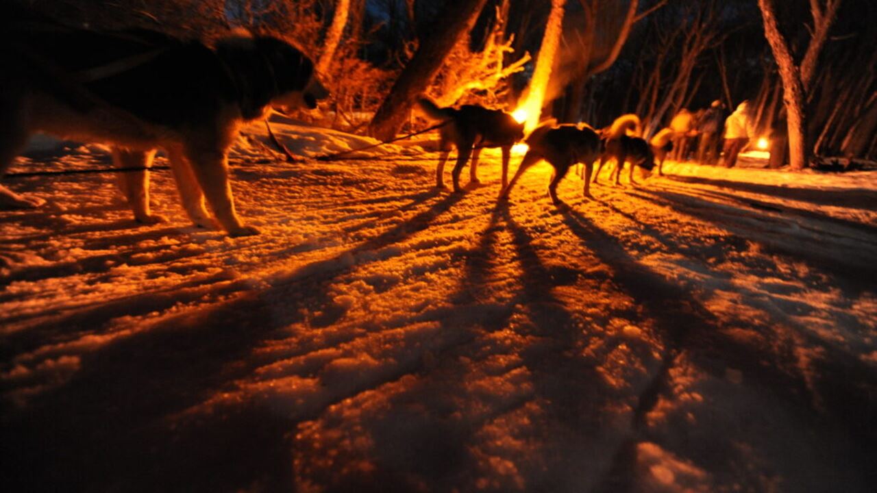 Paseo En Trineo, Moto De Nieve Y Raquetas Con Cena foto 3