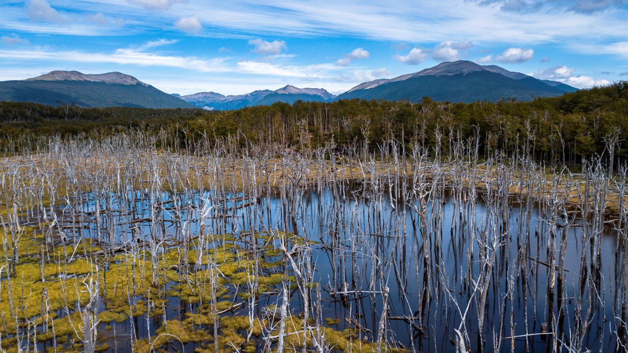 Promo : Transferts Vers L`aéroport, Le Parc National Et Les Lacs De Fueguino foto 6
