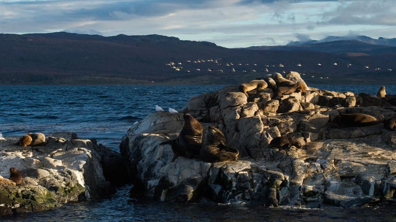 Offre : Transferts Aéroport, Parc National Et Navigation Vers L`île Des Loups Et Des Oiseaux foto 13