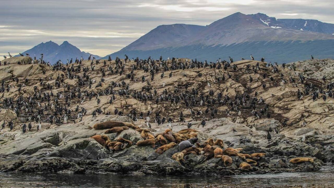 Offre : Transferts Aéroport, Parc National Et Navigation Vers L`île Des Loups Et Des Oiseaux foto 5