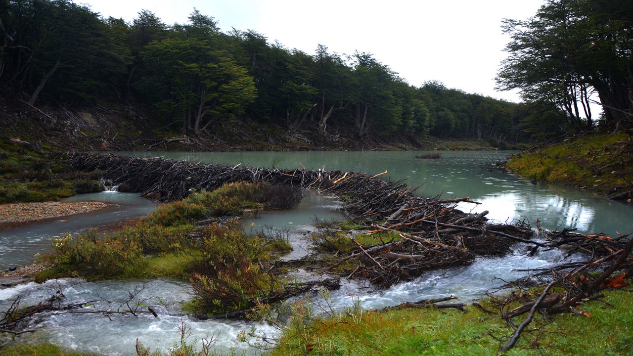 Laguna Esmeralda & Beaver Dams Day Trek foto 4
