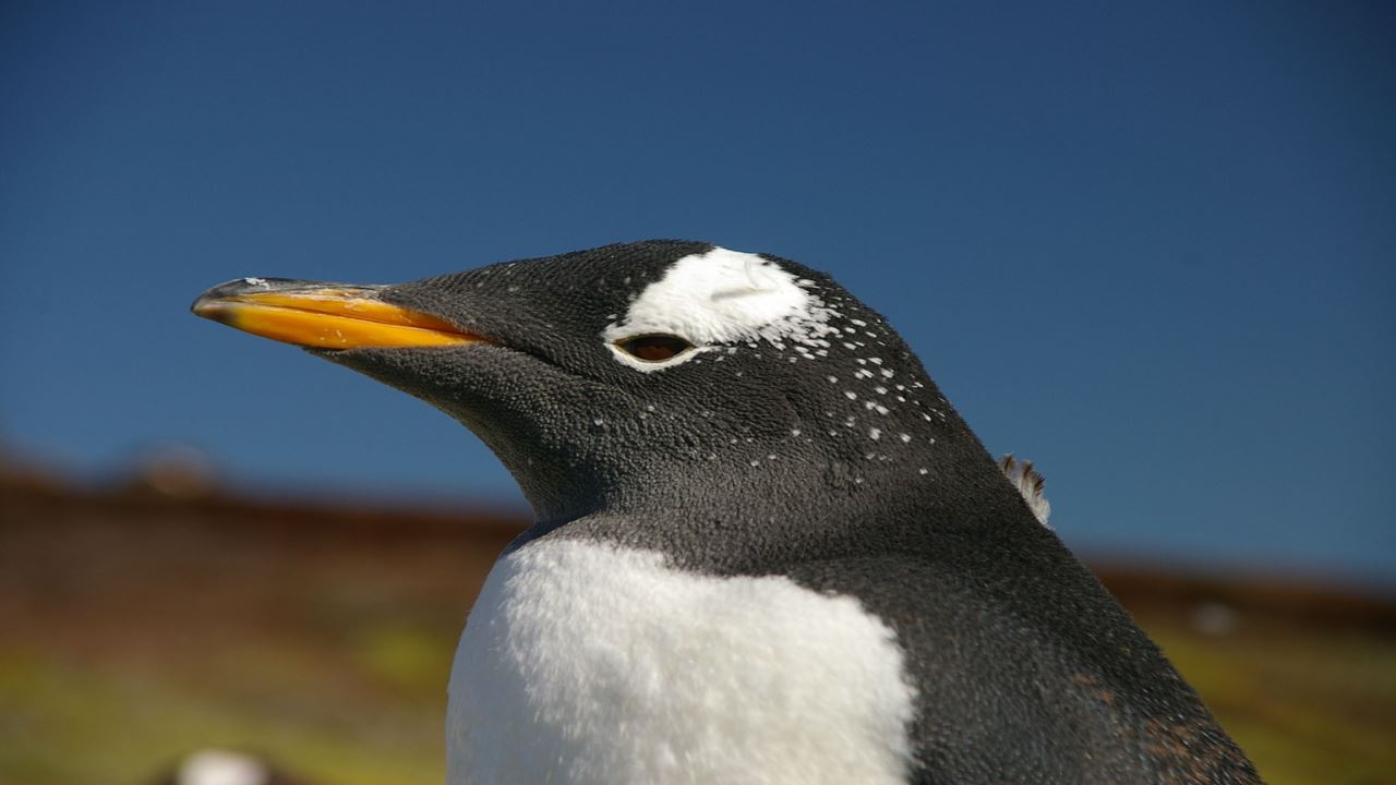Observação de Pinguins na Isla Martillo