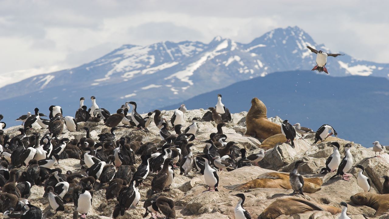 Private Excursion In Gable Island And Pinguinera