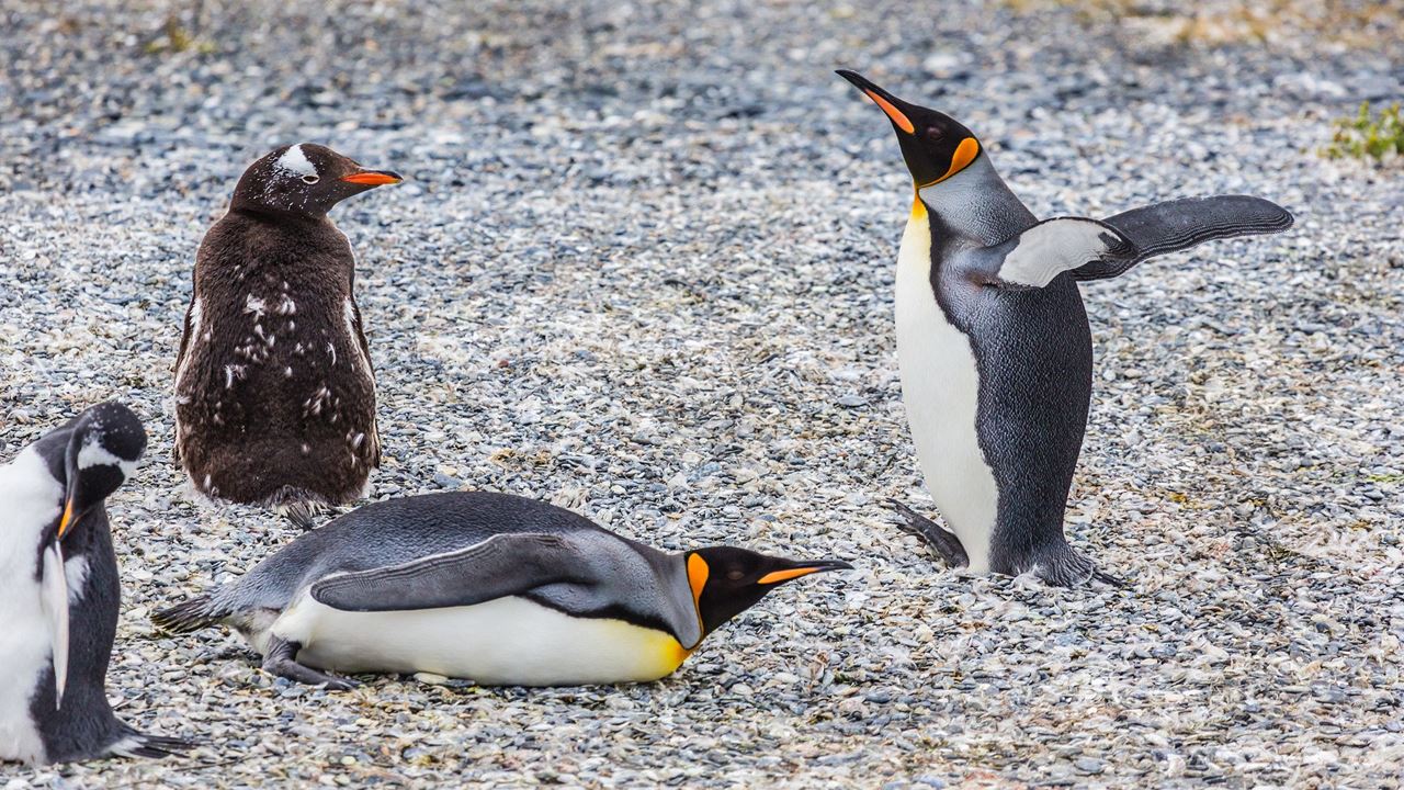 Navegação até Isla Gable e Pinguinera Isla Martillo