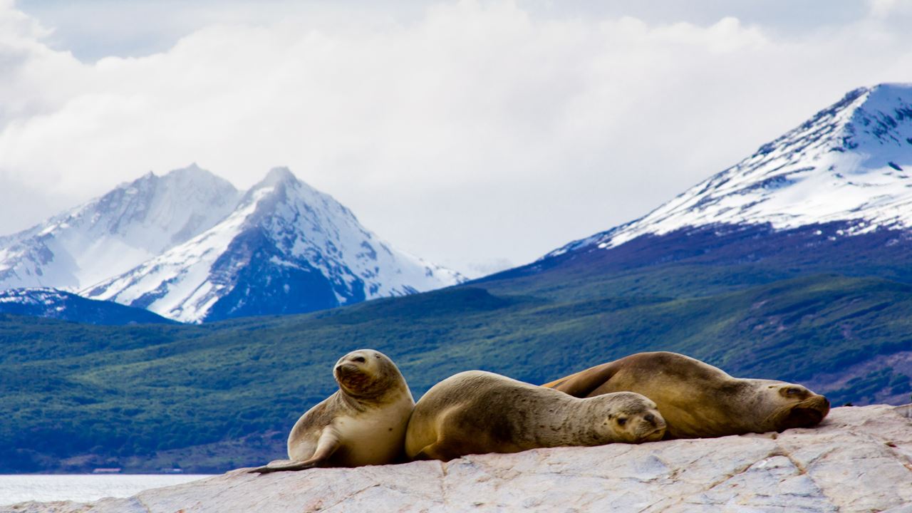 Penguin Navigation at Isla Martillo (Beagle Channel)